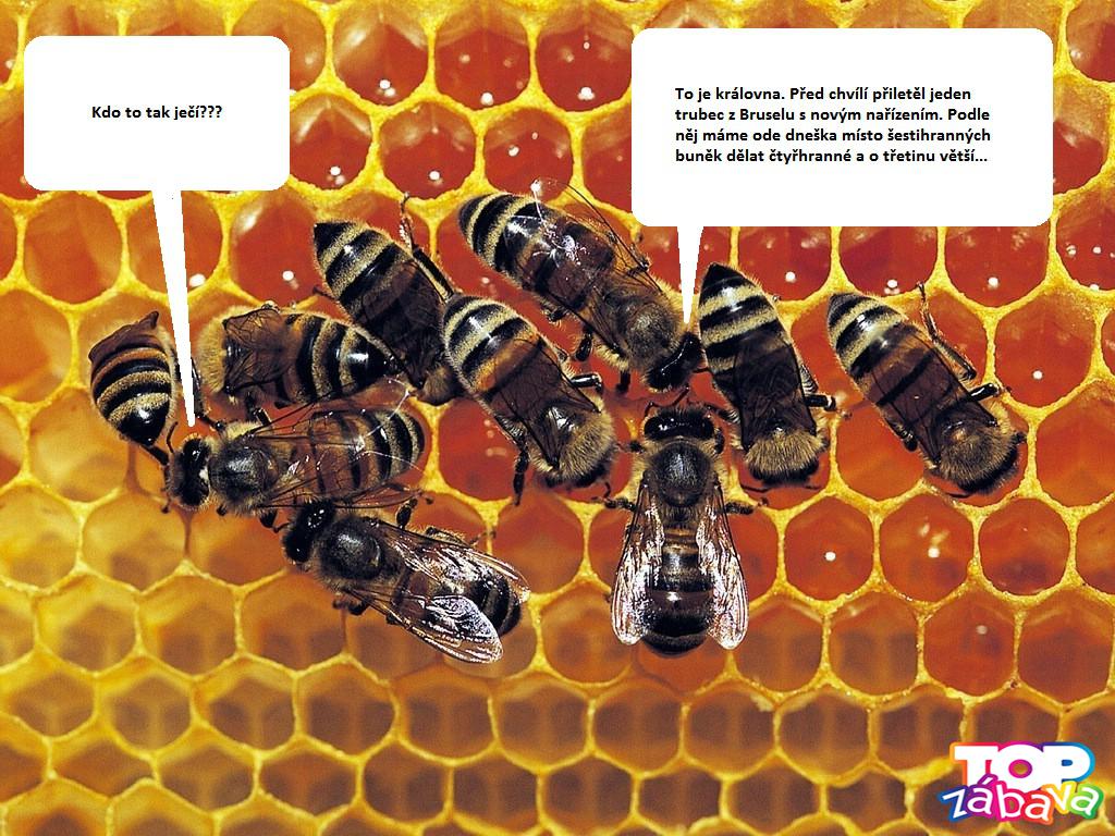 Včely podľa EU